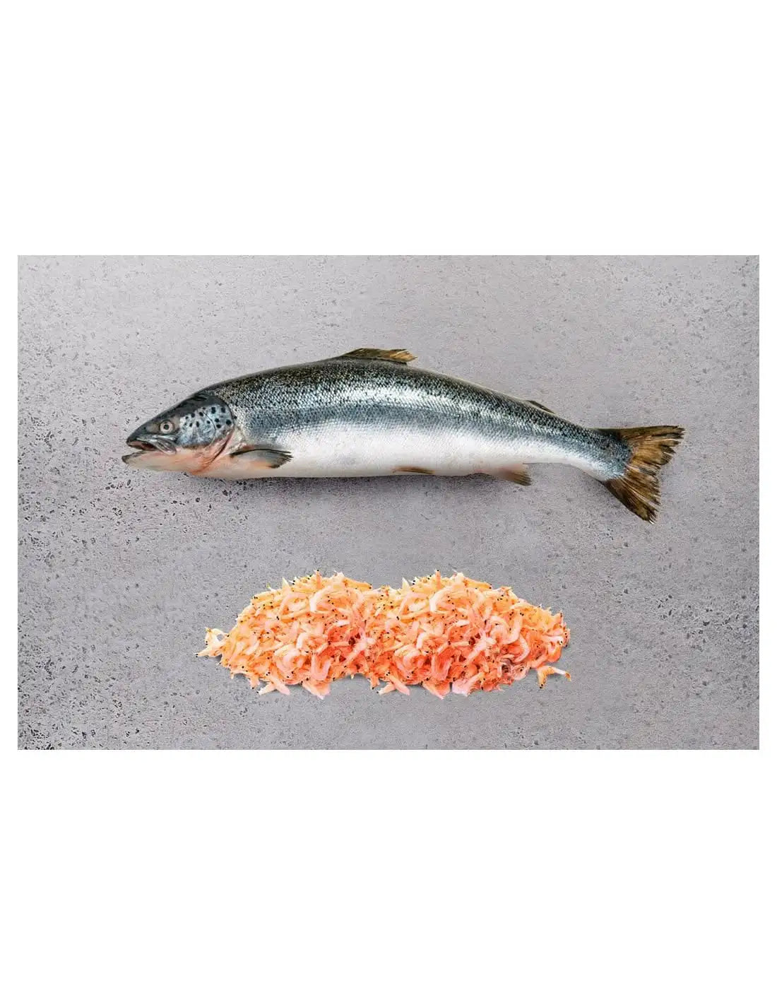 OCEAN Atlantic Salmón y Krill - Comida para Perros