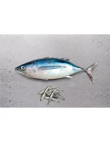 OCEAN Cantabric Bonito y Anchoa- Comida para Perros