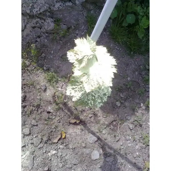 Azufre Amarillo ecológico para espolvoreo 1kg.