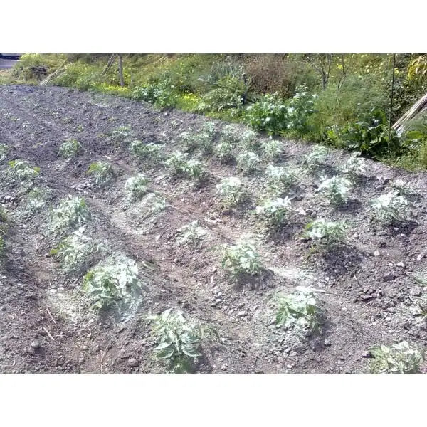 Azufre Amarillo ecológico para espolvoreo 1kg.